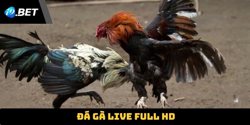 Đá gà live full HD